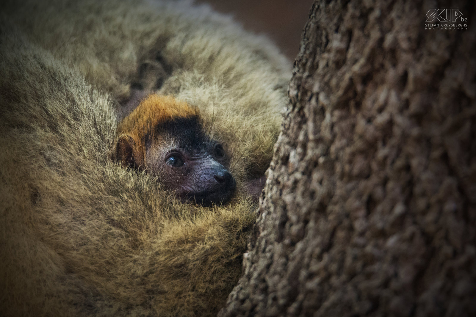 Kirindy - Baby red-fronted brown lemur A baby red-fronted brown lemur well protected by his mother. Stefan Cruysberghs